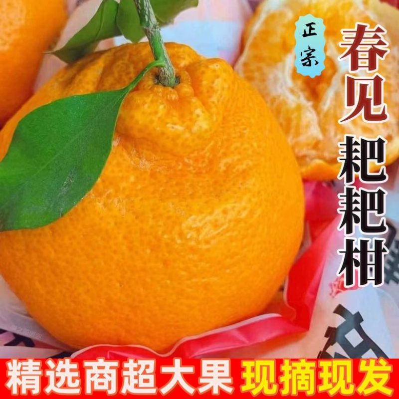 正宗春见耙耙柑，一件代发，商超品质坏果包赔