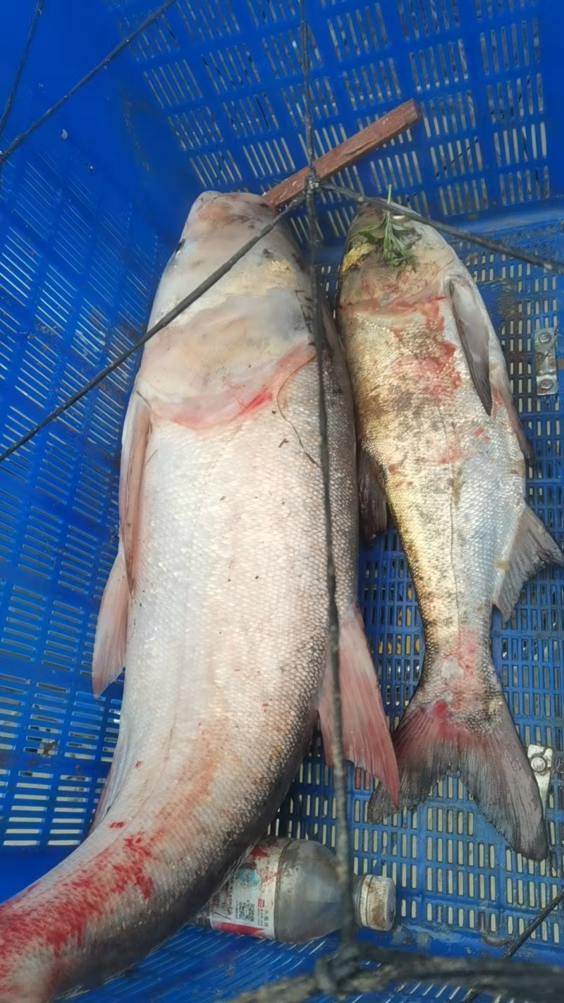 洞庭湖大头鱼