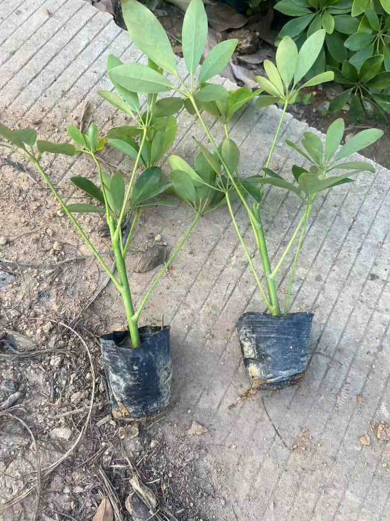 鸭脚木3斤袋，7斤袋，各种规格，大量低价出售
