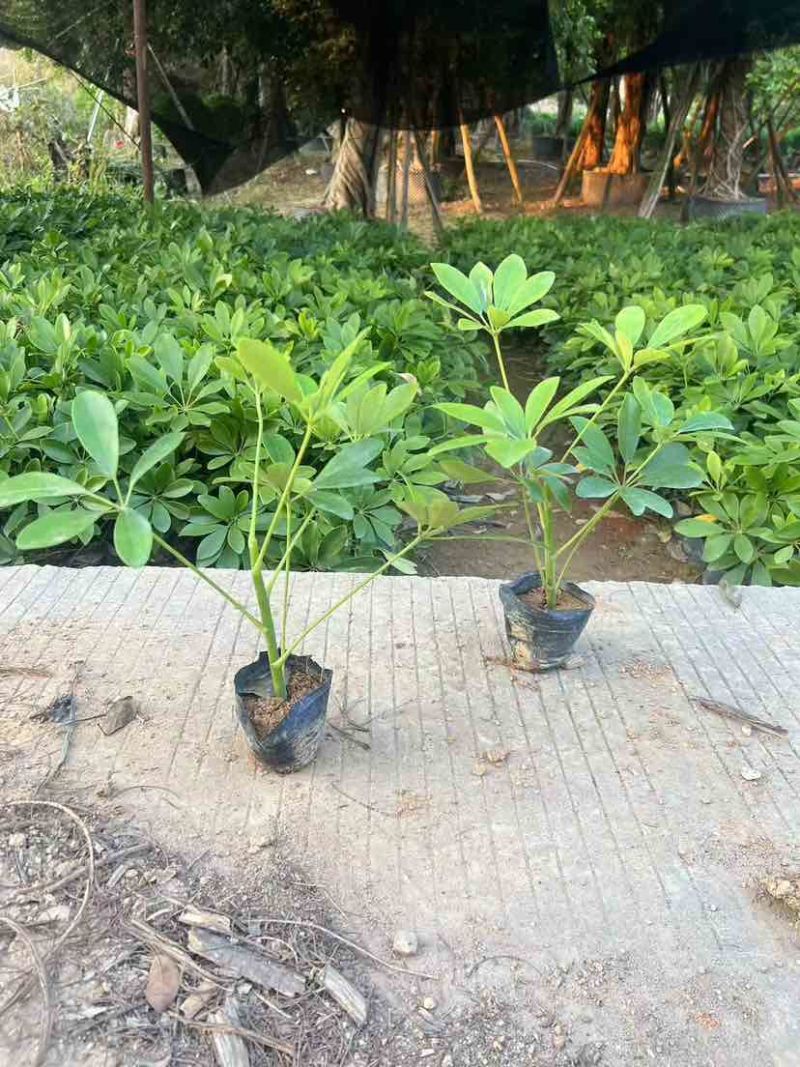 鸭脚木3斤袋，7斤袋，各种规格，大量低价出售