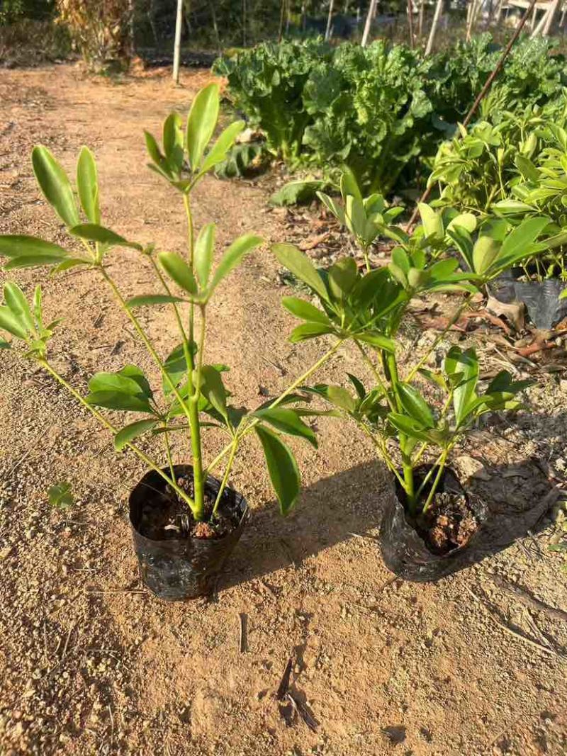 鸭脚木3斤袋，7斤袋，各种规格，大量低价出售
