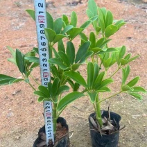 鸭脚木3斤袋，7斤袋，各种规格，大量低价出售