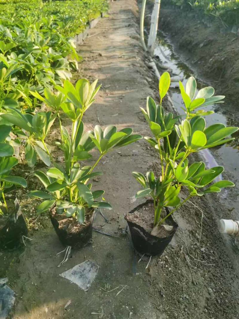 鸭脚木3斤袋，7斤袋，各种规格，大量低价出售