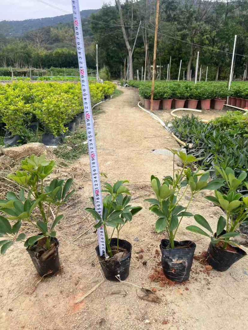 鸭脚木3斤袋，7斤袋，各种规格，大量低价出售