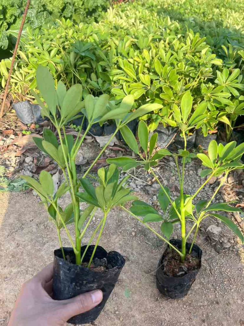 鸭脚木3斤袋，7斤袋，各种规格，大量低价出售