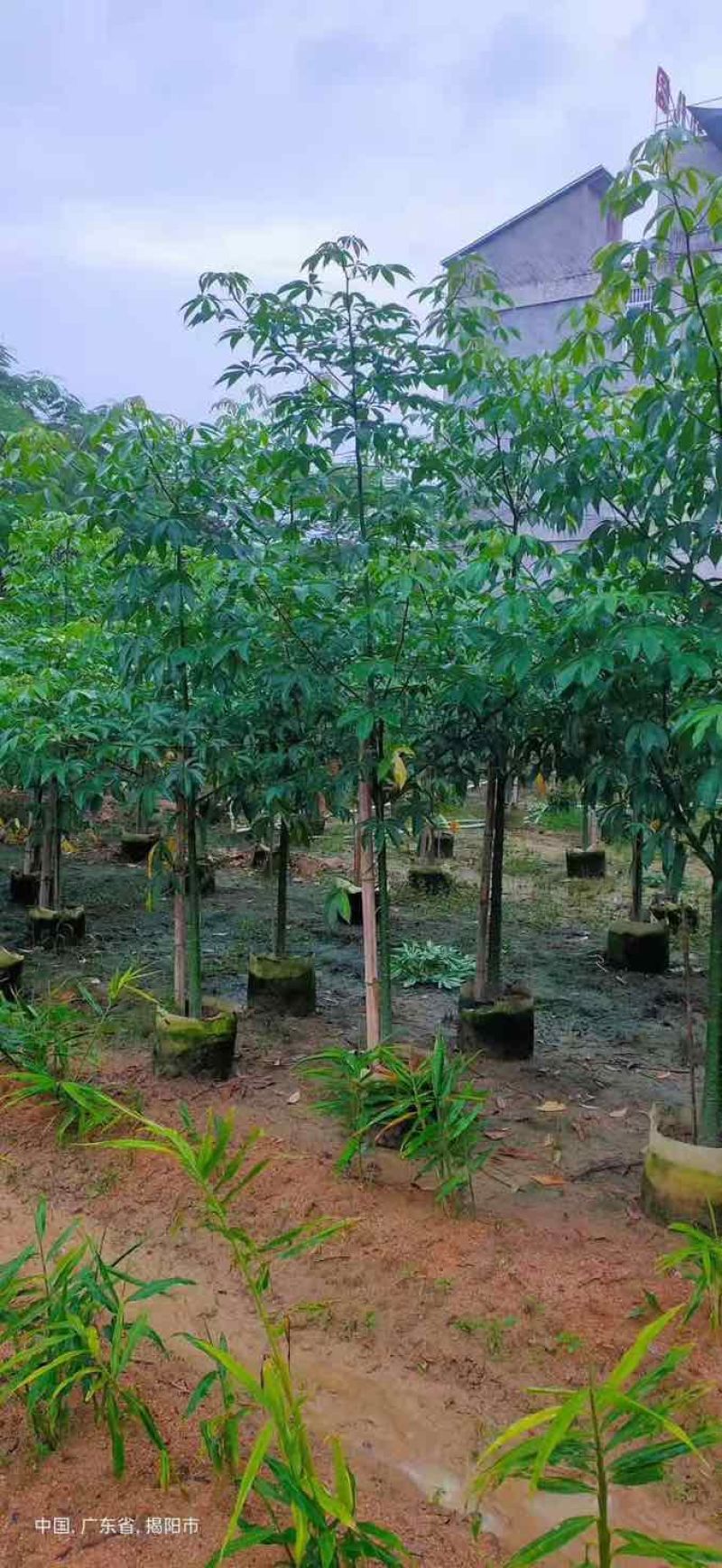 美丽木棉2-25分，各种规格，大量低价出售