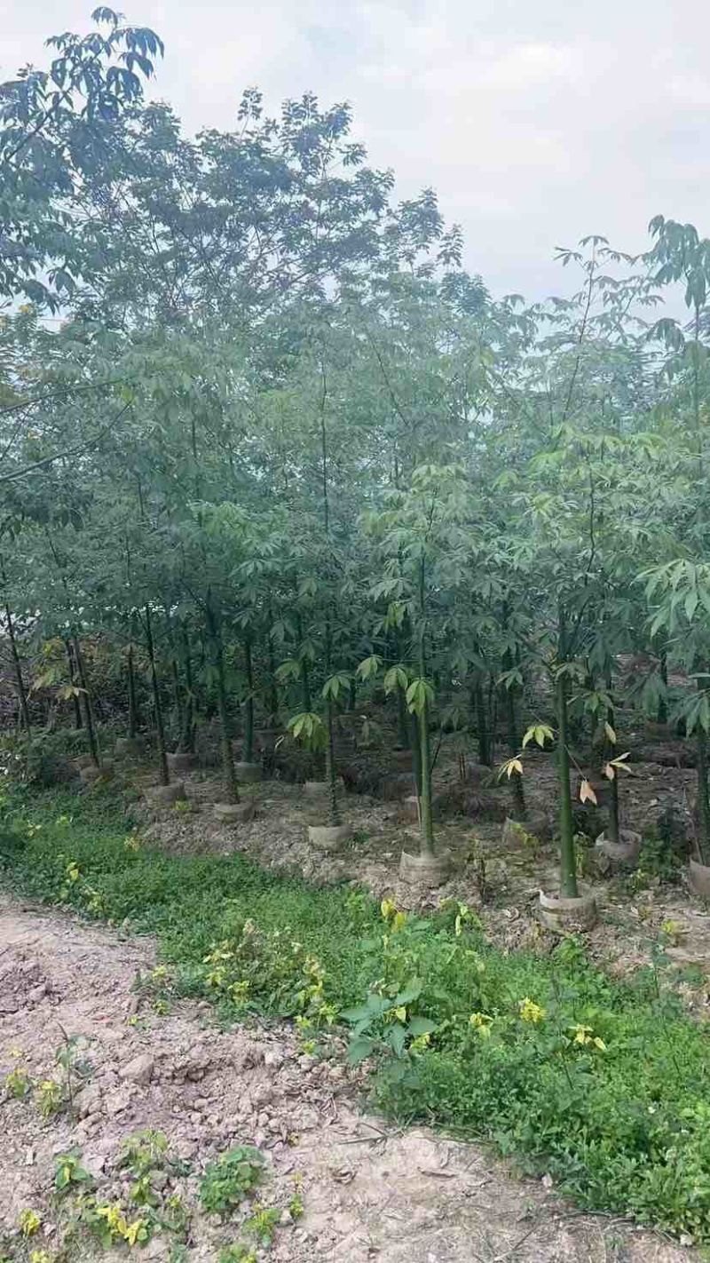 美丽木棉2-25分，各种规格，大量低价出售