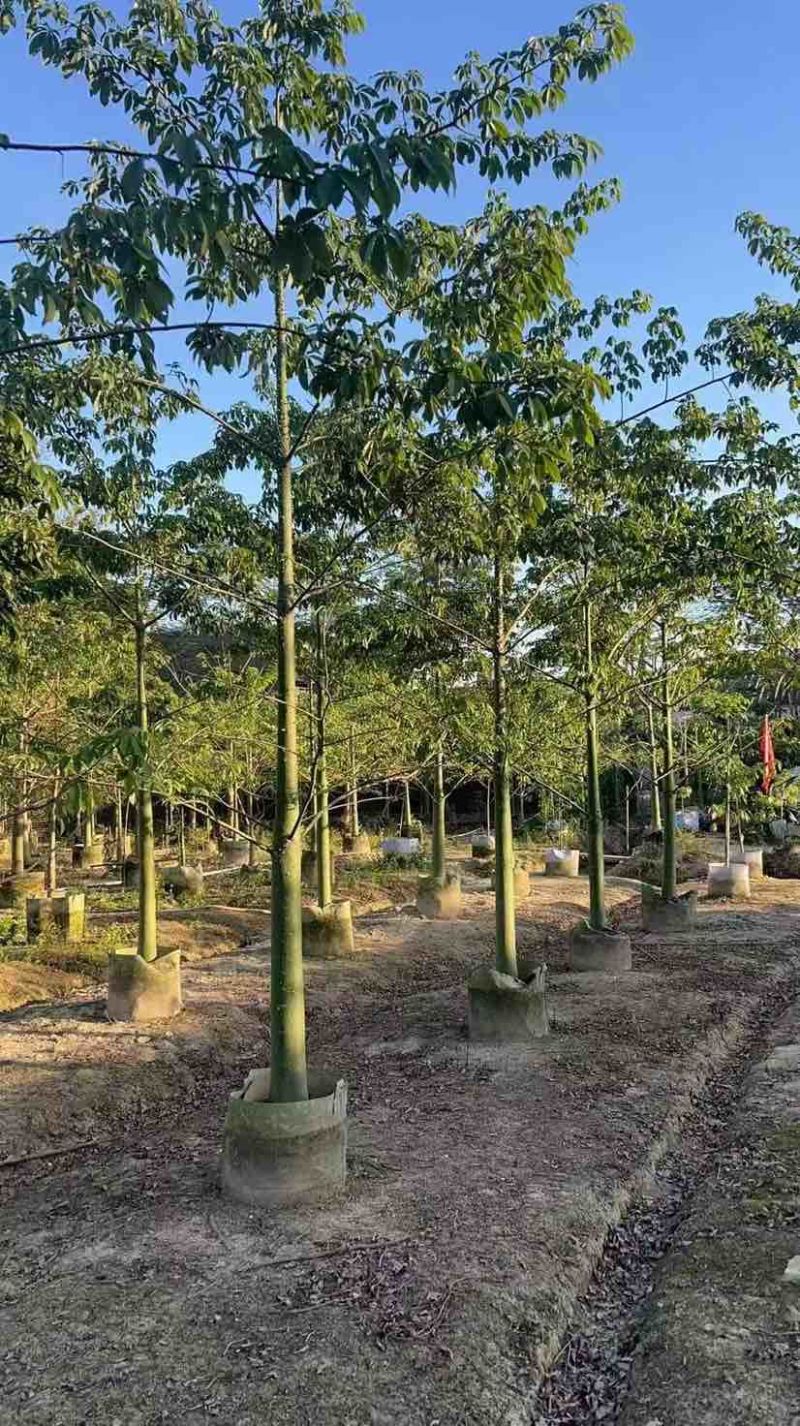 美丽木棉2-25分，各种规格，大量低价出售