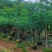 美丽木棉2-25分，各种规格，大量低价出售