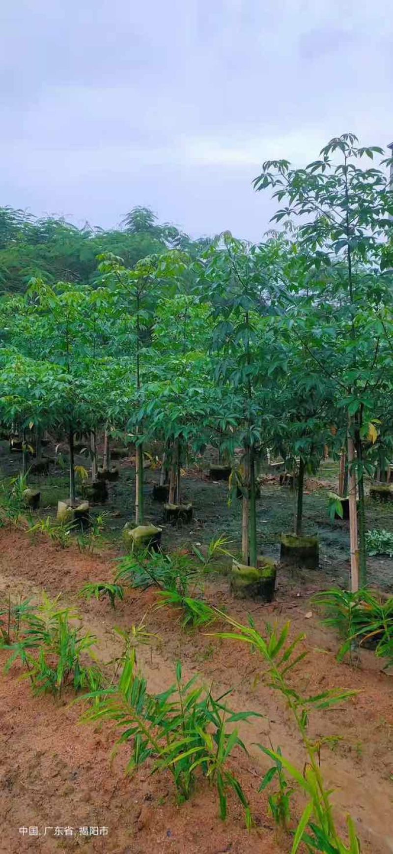 美丽木棉2-25分，各种规格，大量低价出售
