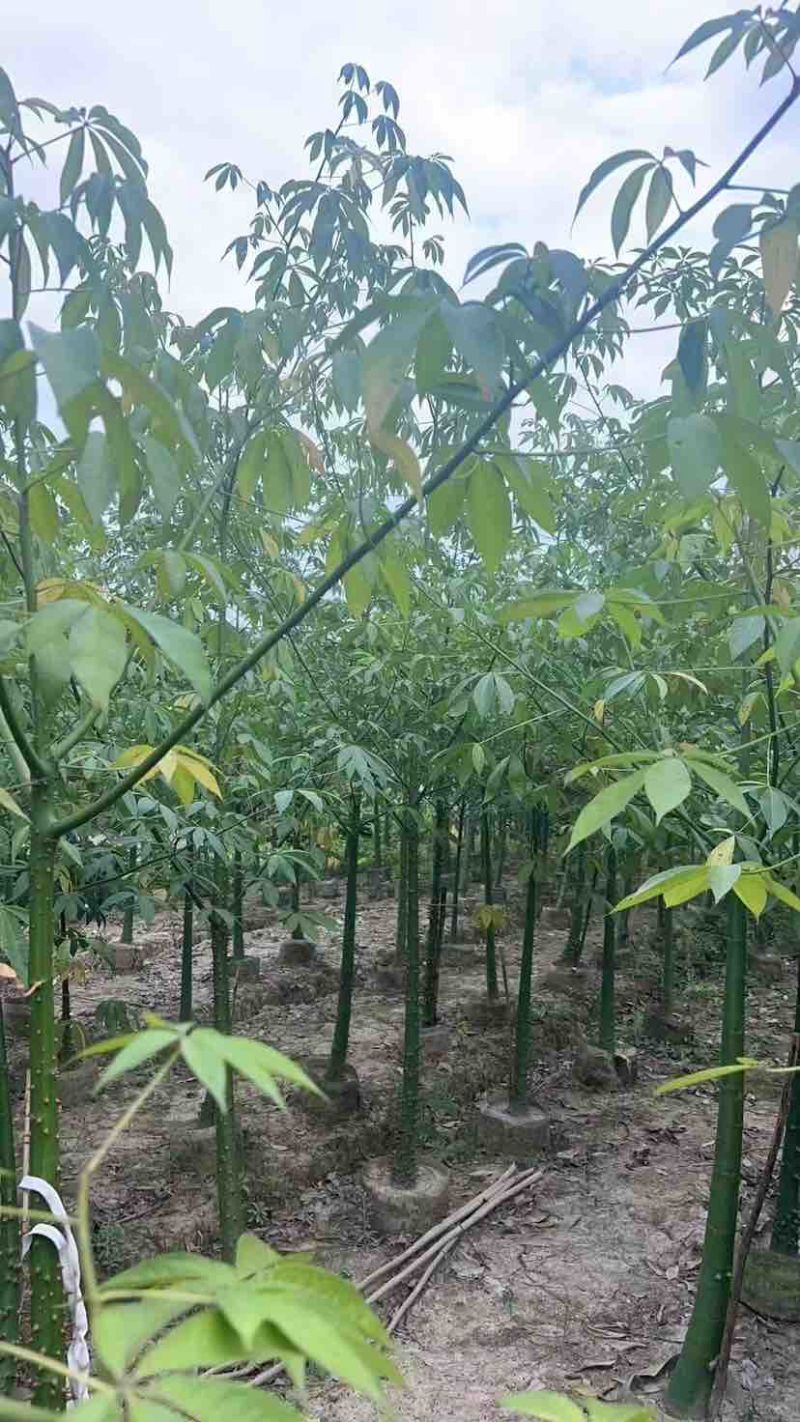 美丽木棉2-25分，各种规格，大量低价出售