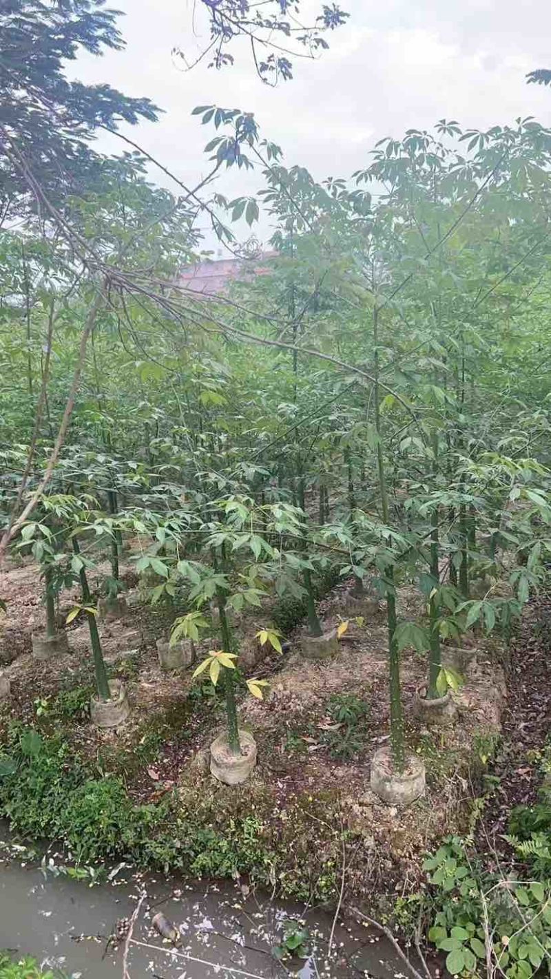 美丽木棉2-25分，各种规格，大量低价出售