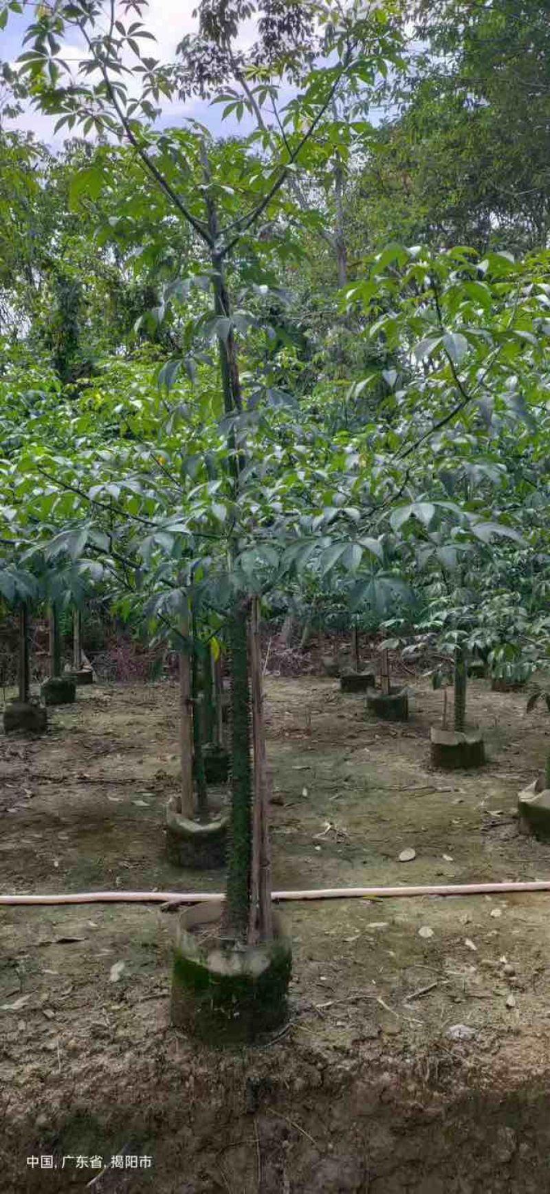 美丽木棉2-25分，各种规格，大量低价出售