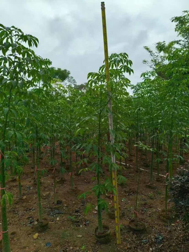 美丽木棉2-25分，各种规格，大量低价出售