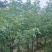 美丽木棉2-25分，各种规格，大量低价出售