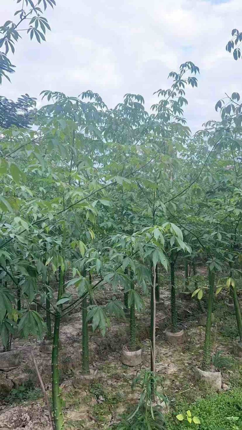 美丽木棉2-25分，各种规格，大量低价出售