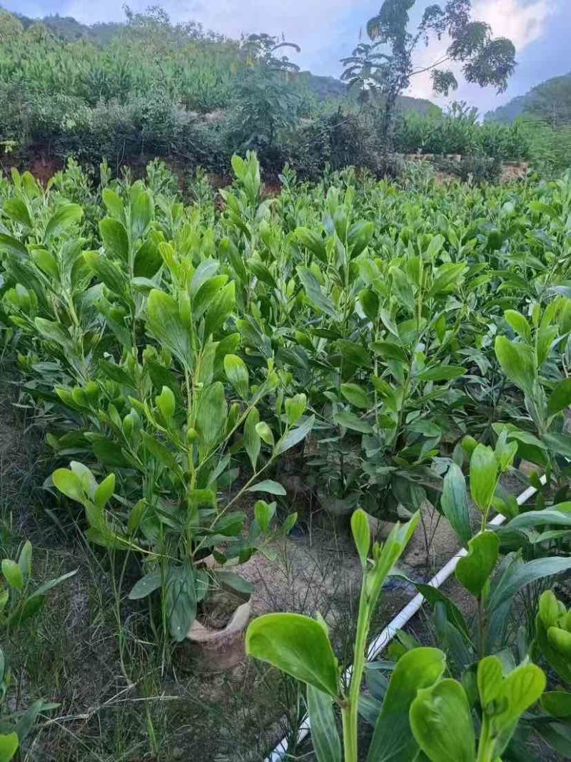 大叶相思80-200，各种规格，大量低价出售