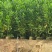 大叶相思80-200，各种规格，大量低价出售