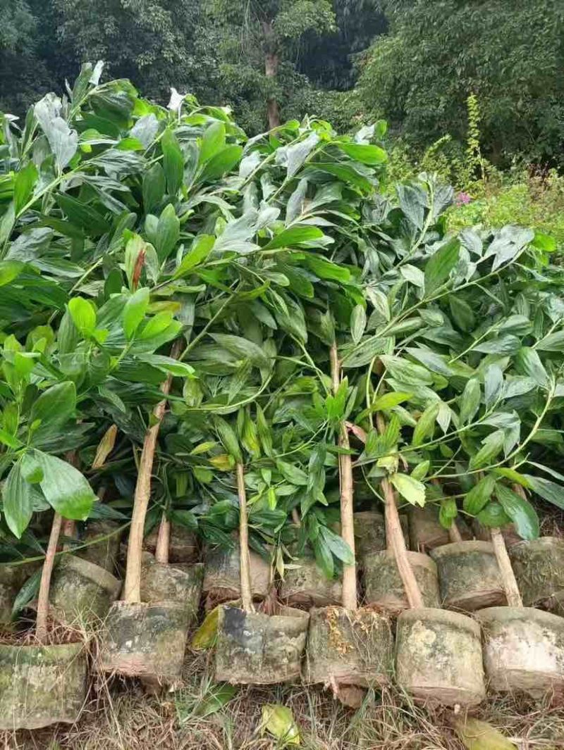 大叶相思80-200，各种规格，大量低价出售