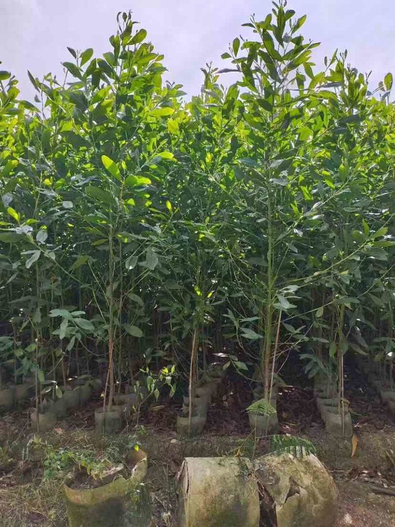 大叶相思80-200，各种规格，大量低价出售