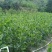 大叶相思80-200，各种规格，大量低价出售