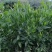 大叶相思80-200，各种规格，大量低价出售