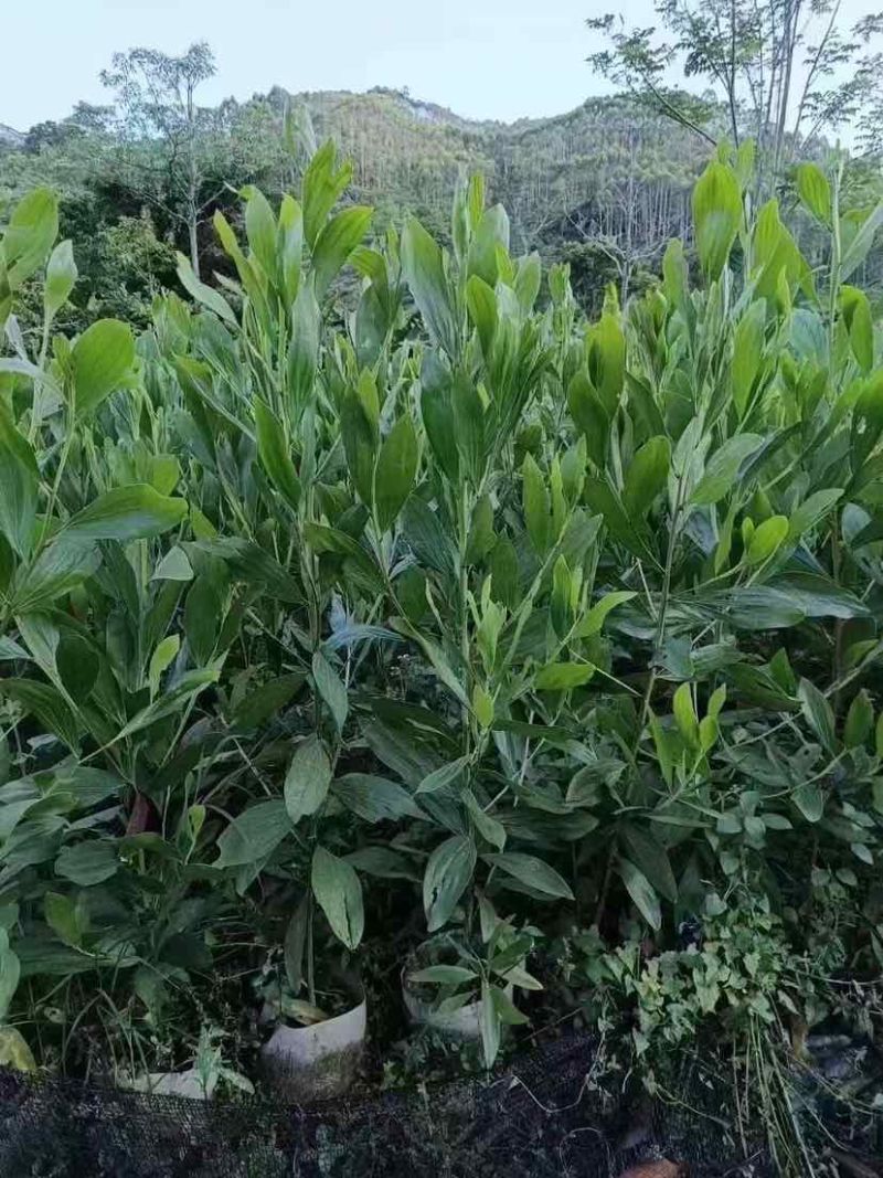 大叶相思80-200，各种规格，大量低价出售
