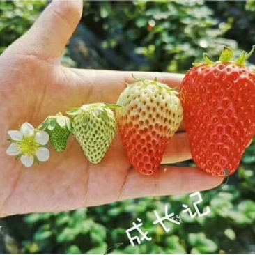 昌平兴寿红颜草莓