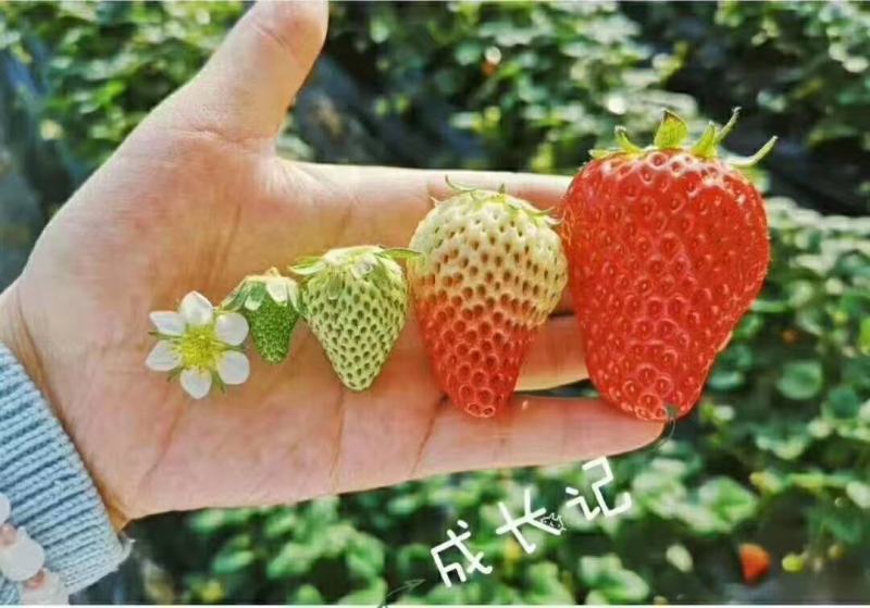 昌平兴寿红颜草莓