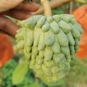 释迦果