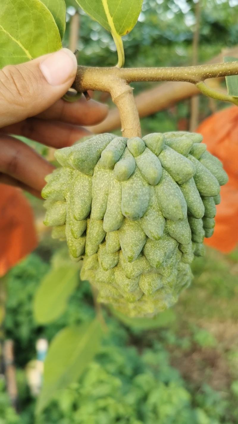 释迦果