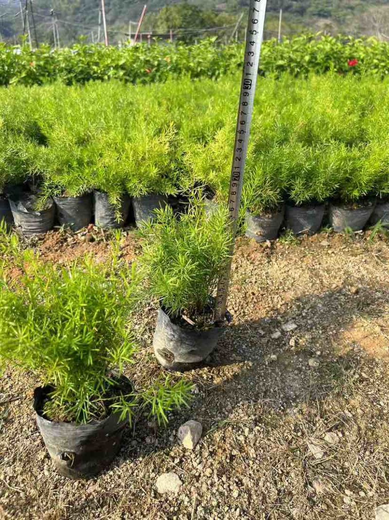 天门冬，地苗，7斤袋，各种规格，大量低价出售