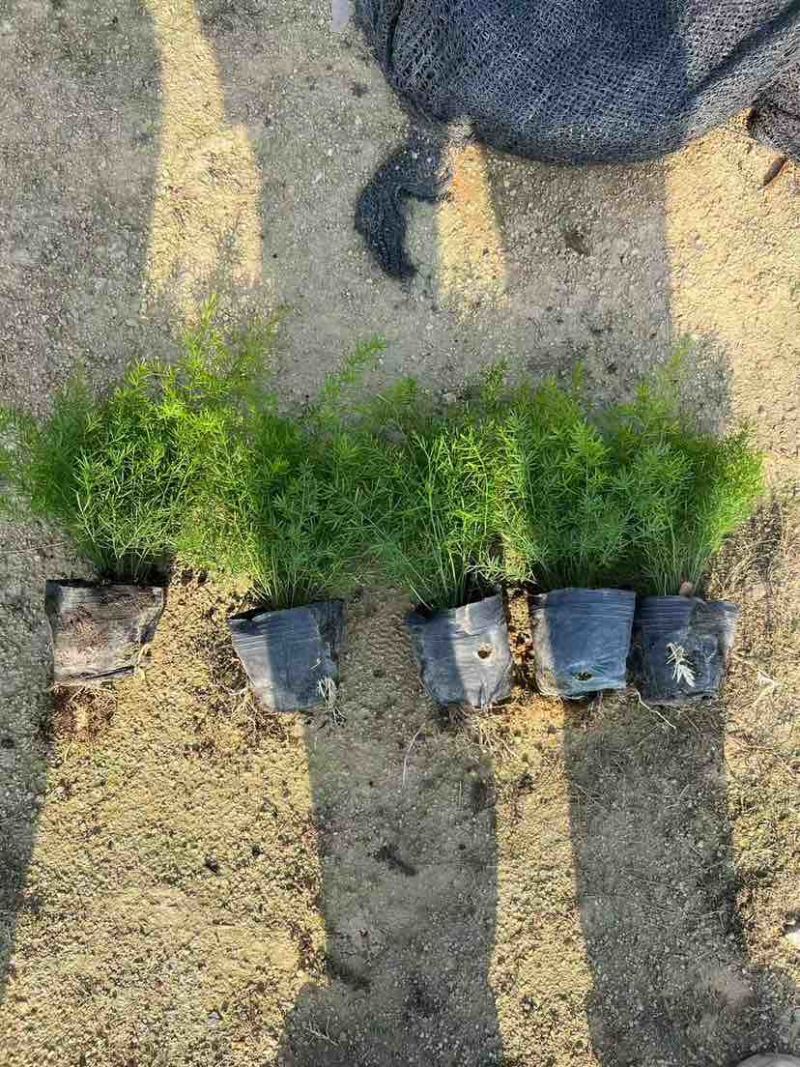 天门冬，地苗，7斤袋，各种规格，大量低价出售