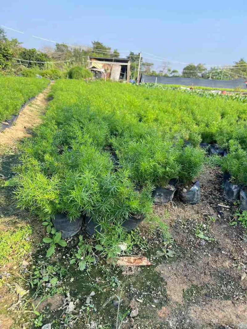 天门冬，地苗，7斤袋，各种规格，大量低价出售