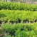 天门冬，地苗，7斤袋，各种规格，大量低价出售