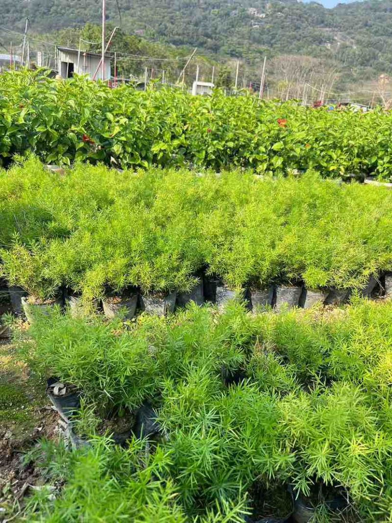 天门冬，地苗，7斤袋，各种规格，大量低价出售