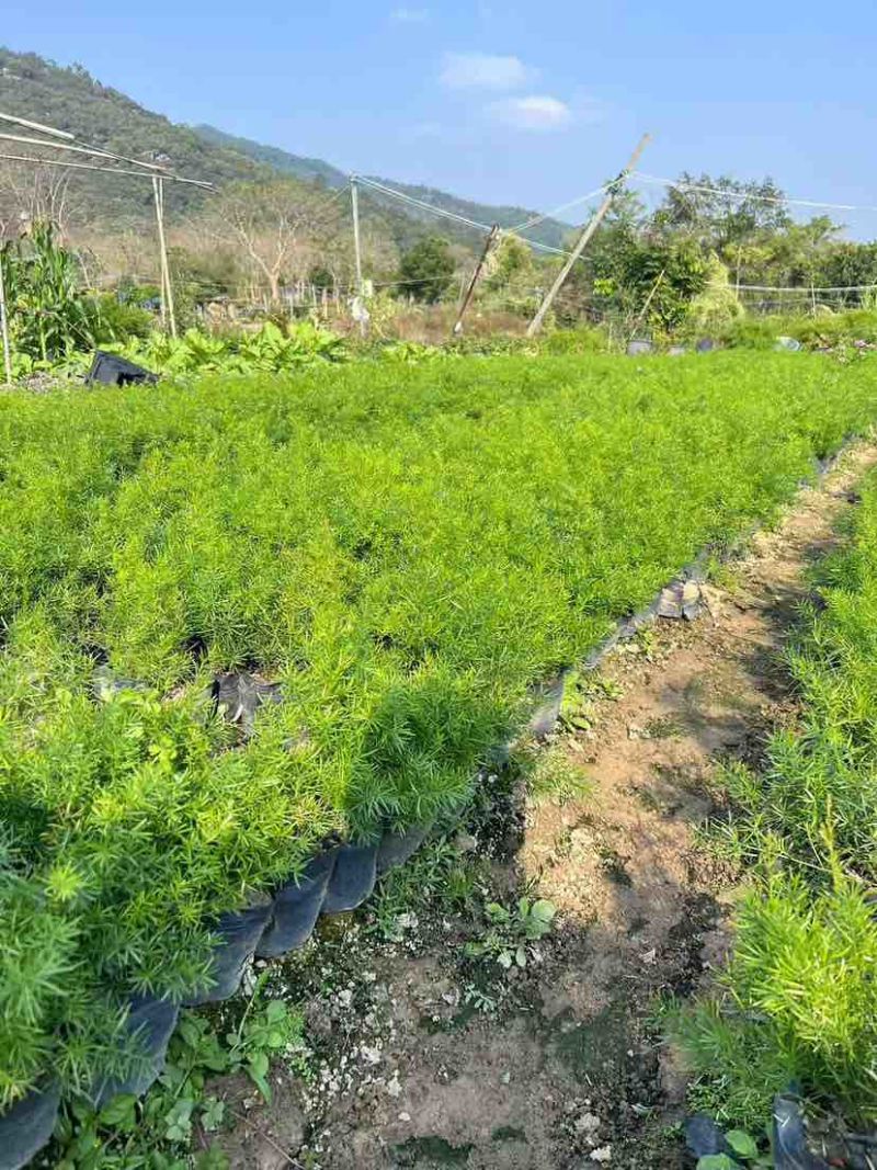 天门冬，地苗，7斤袋，各种规格，大量低价出售