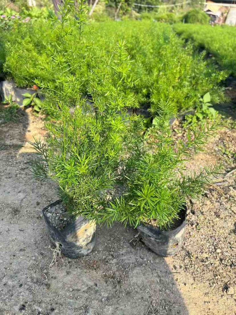 天门冬，地苗，7斤袋，各种规格，大量低价出售