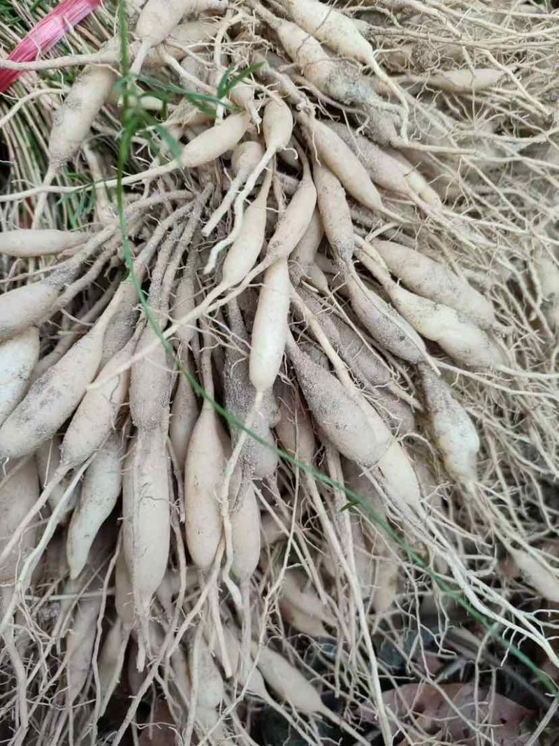 天门冬，地苗，7斤袋，各种规格，大量低价出售