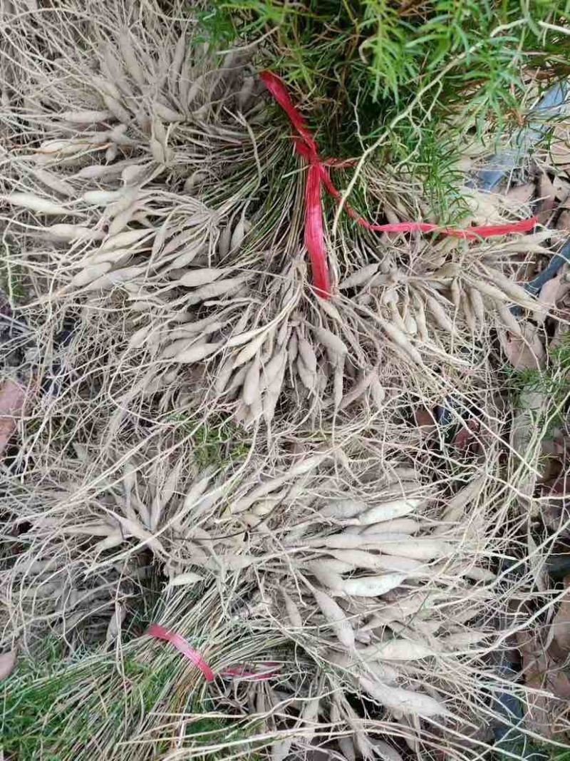 天门冬，地苗，7斤袋，各种规格，大量低价出售