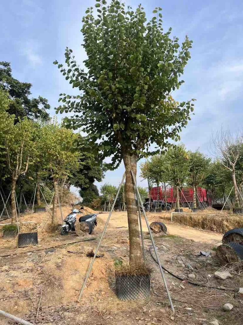 宫粉紫荆3-18分，各种规格，大量低价出售