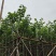 宫粉紫荆3-18分，各种规格，大量低价出售