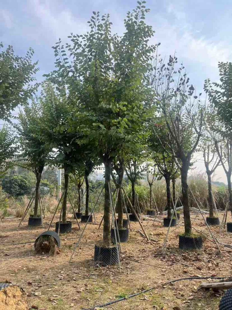 宫粉紫荆3-18分，各种规格，大量低价出售
