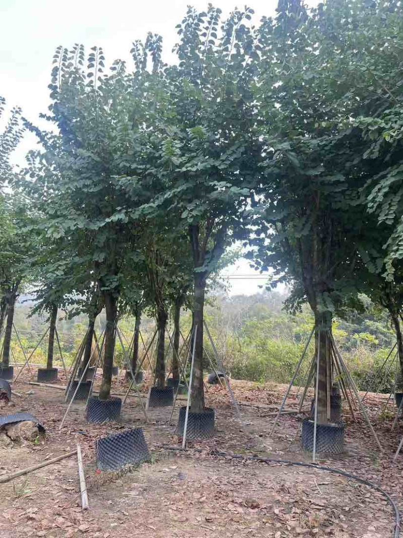 宫粉紫荆3-18分，各种规格，大量低价出售