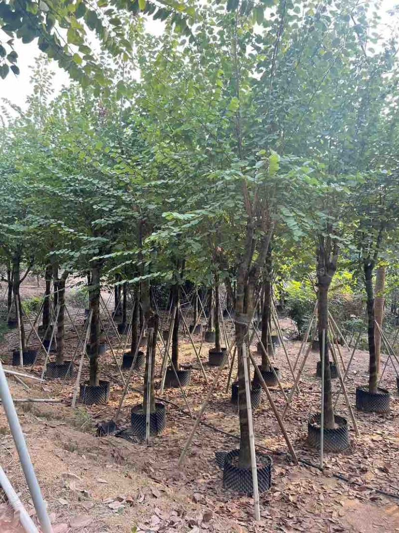 宫粉紫荆3-18分，各种规格，大量低价出售