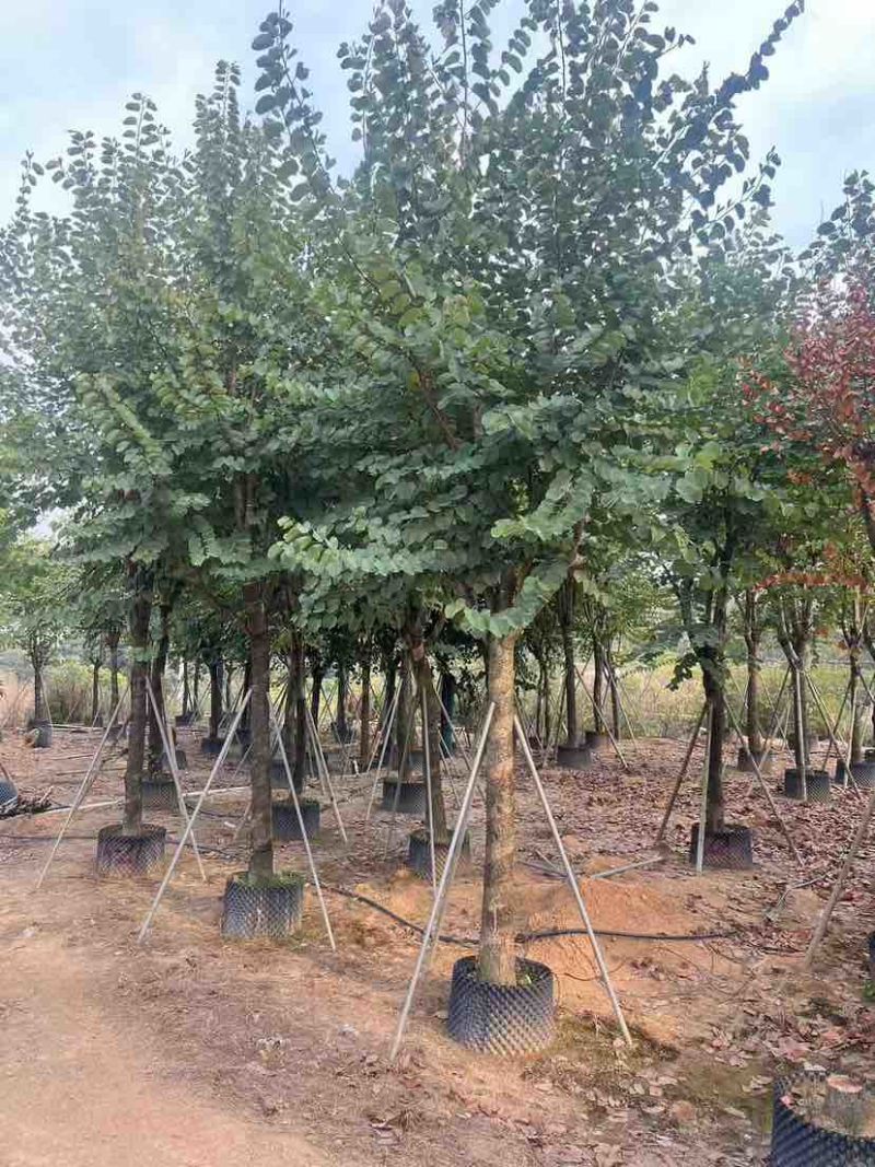 宫粉紫荆3-18分，各种规格，大量低价出售