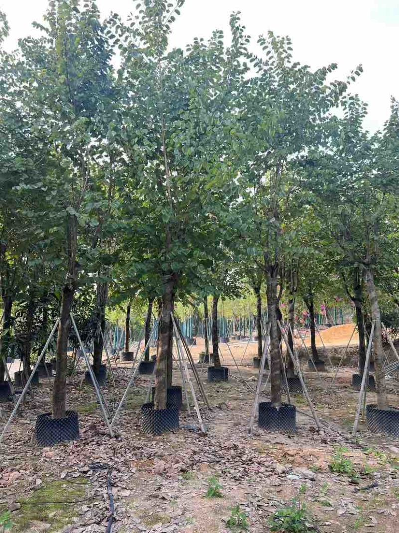 宫粉紫荆3-18分，各种规格，大量低价出售