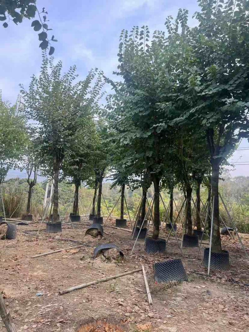 宫粉紫荆3-18分，光杠，骨架，大量低价出售
