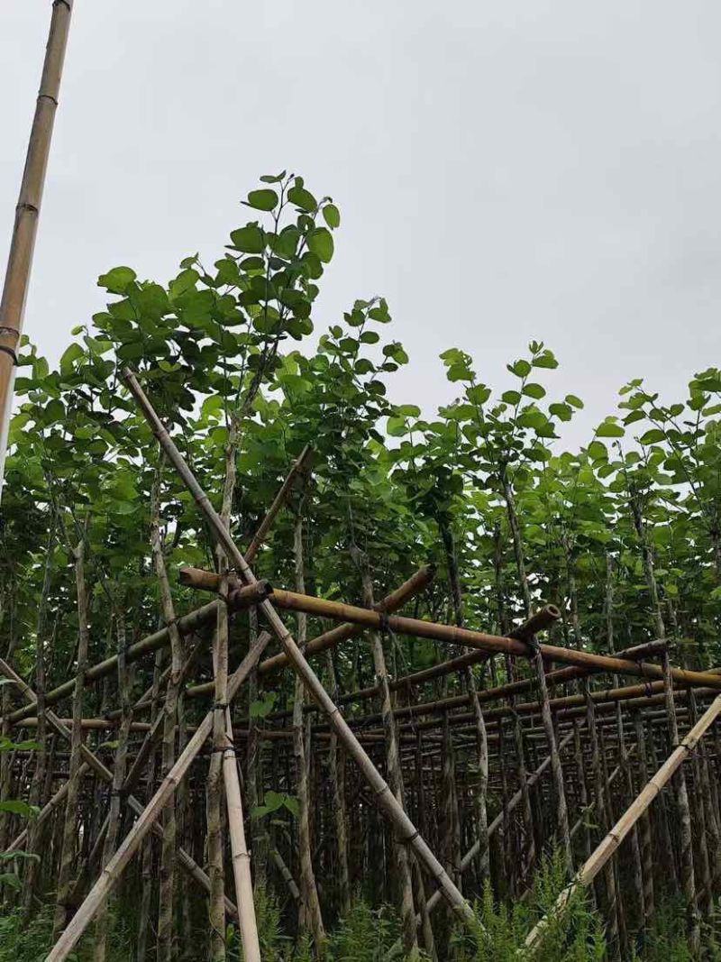 宫粉紫荆3-18分，光杠，骨架，大量低价出售