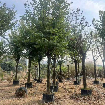 宫粉紫荆3-18分，光杠，骨架，大量低价出售